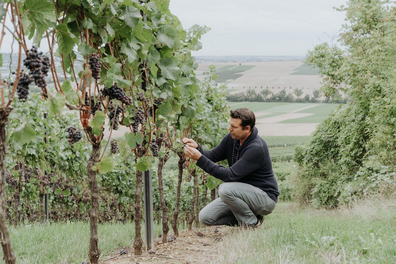 Christian Braunewell inspects the vines