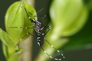 Asiatische Tigermücke Aedes albopictus © Björn Pluskota KABS