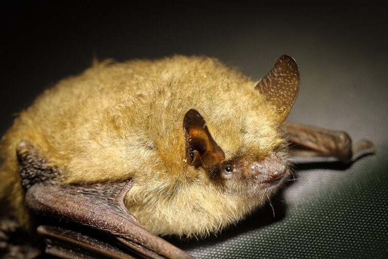 Primo piano di un pipistrello sdraiato