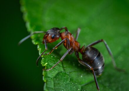 Insektenrückgang: Stark betroffen sind auch Ameisen