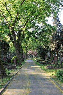 Bäume auf dem Mainzer Hauptfriedhof