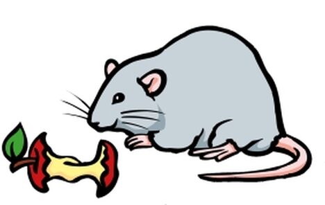 Die Zeichnung einer Ratte.