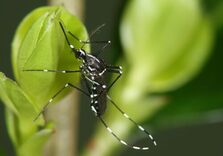 Foto: Asiatische Tigermücke (Aedes albopictus)