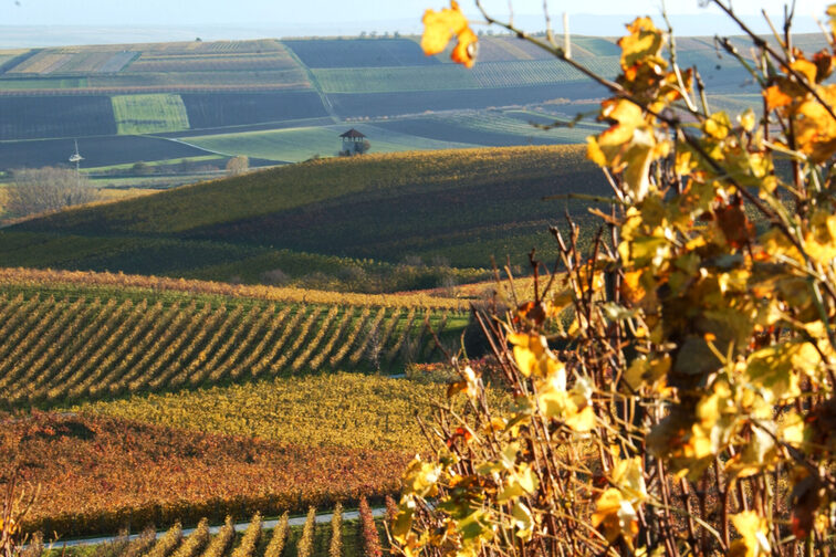 Blick über die Weinberge in Ebersheim