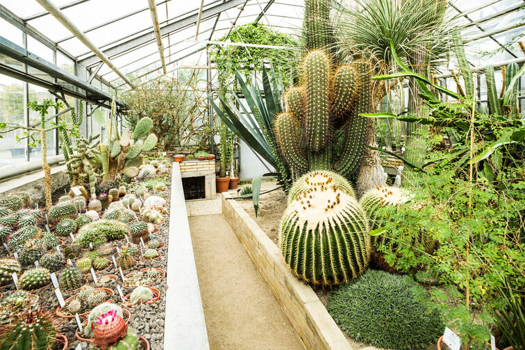 Gewächshaus mit Kakteen im Botanischen Garten
