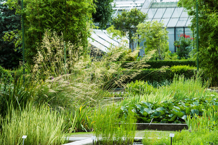 Pflanzen im Botanischen Garten