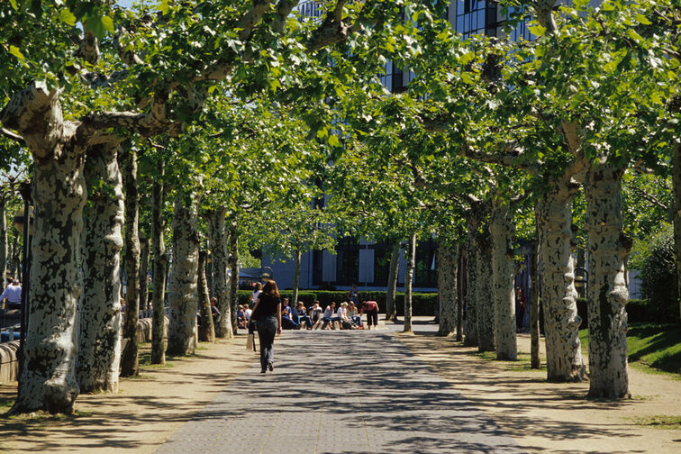 Baumallee in Richtung Hilton-Brunnen, Adenauer-Ufer