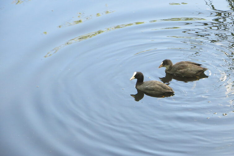 Vögel im Lerchenberger Teich