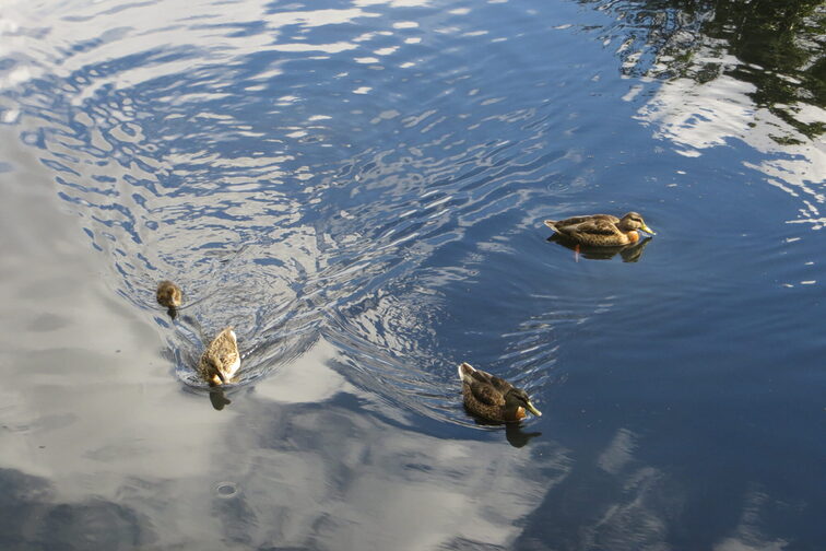 Enten auf dem Lerchenberger Teich