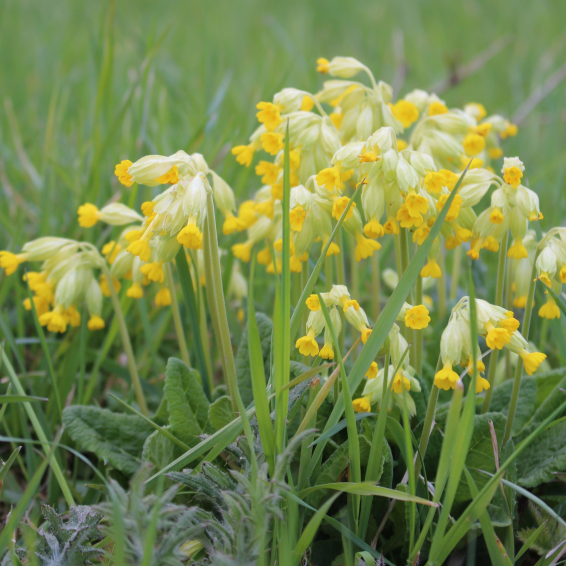 Pflanzen im Mombacher Unterfeld