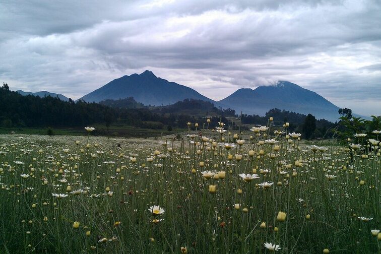Volcans de Virunga, au premier plan, environnement de pyrèthre
