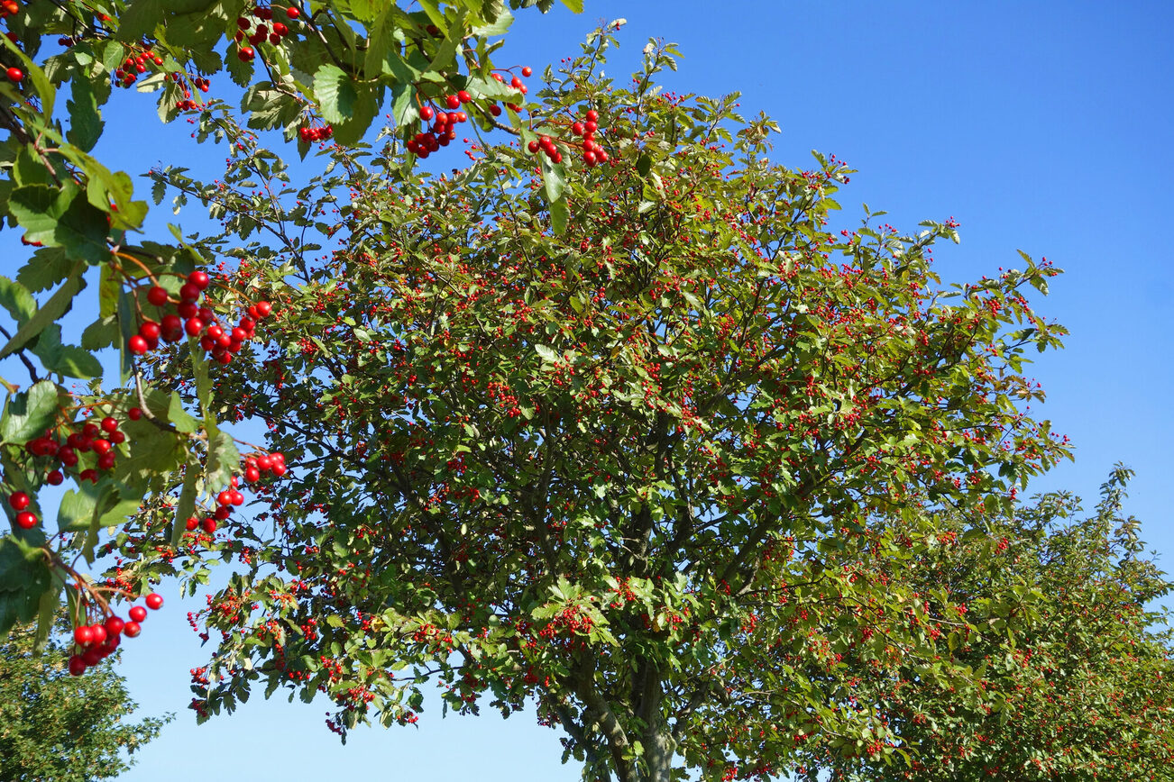 Zu sehen ist ein Kirschbaum  mit Kirschen