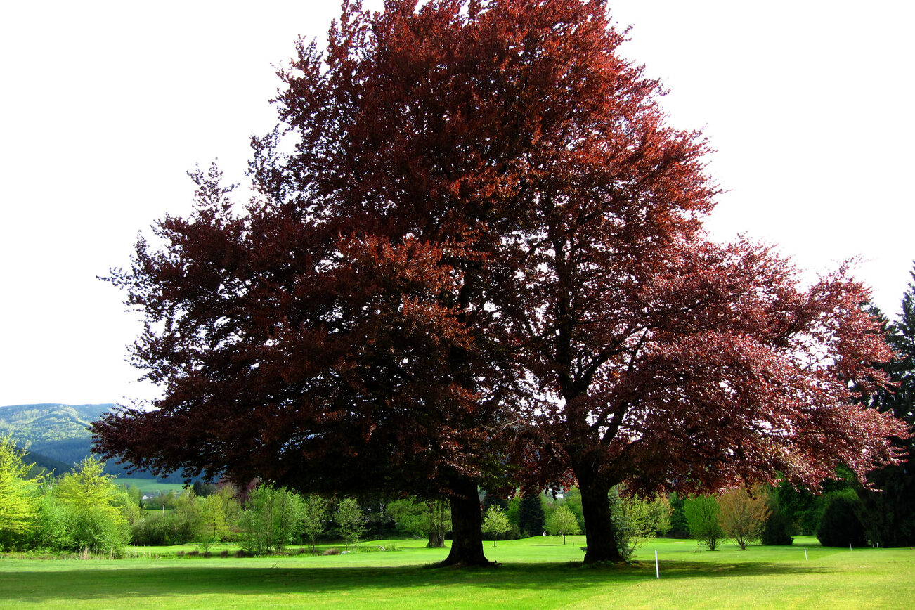 Blood beech