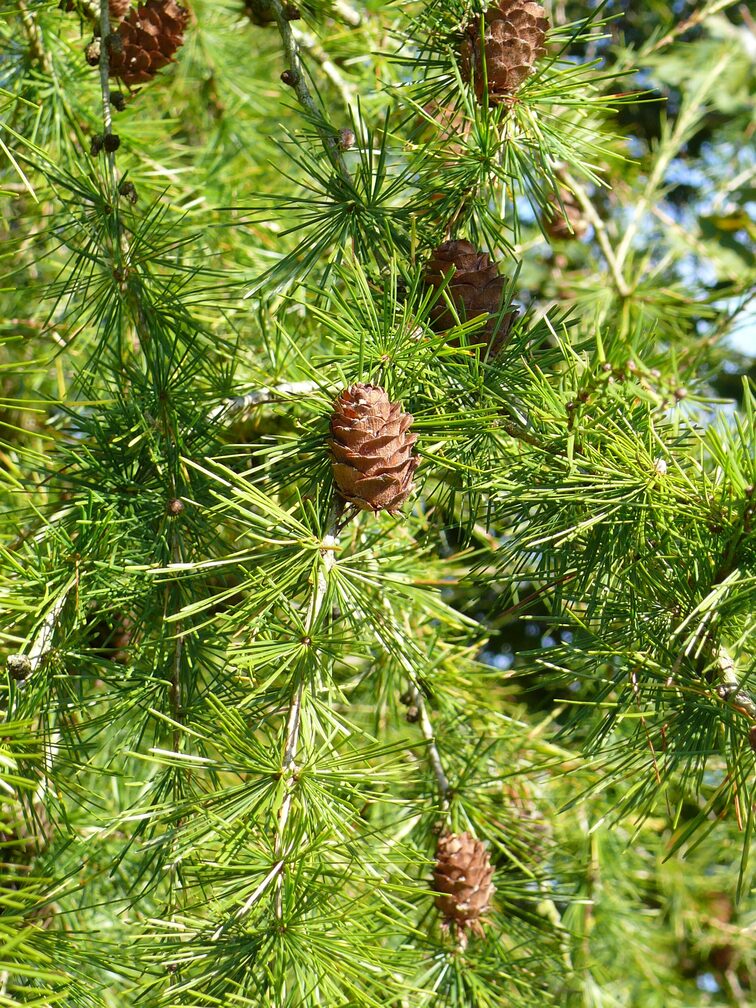 модрина європейська