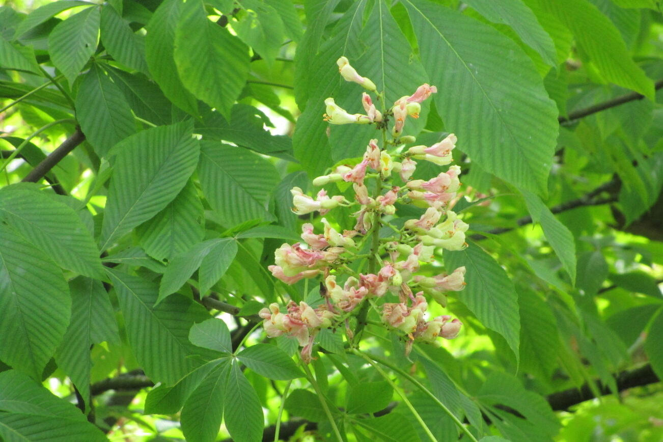Blüte der Gelben Pavie