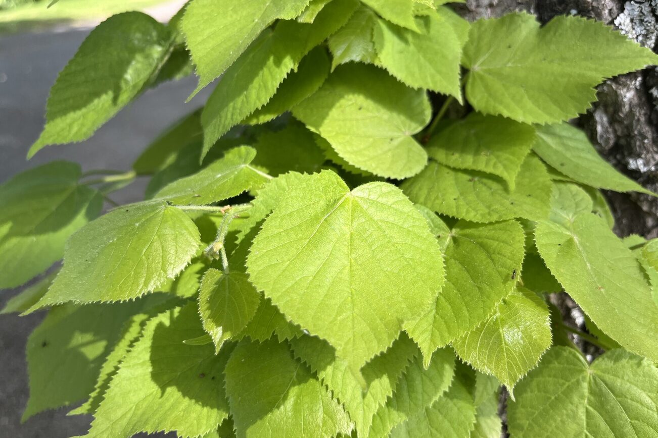 Die Blätter einer Sommer-Linde