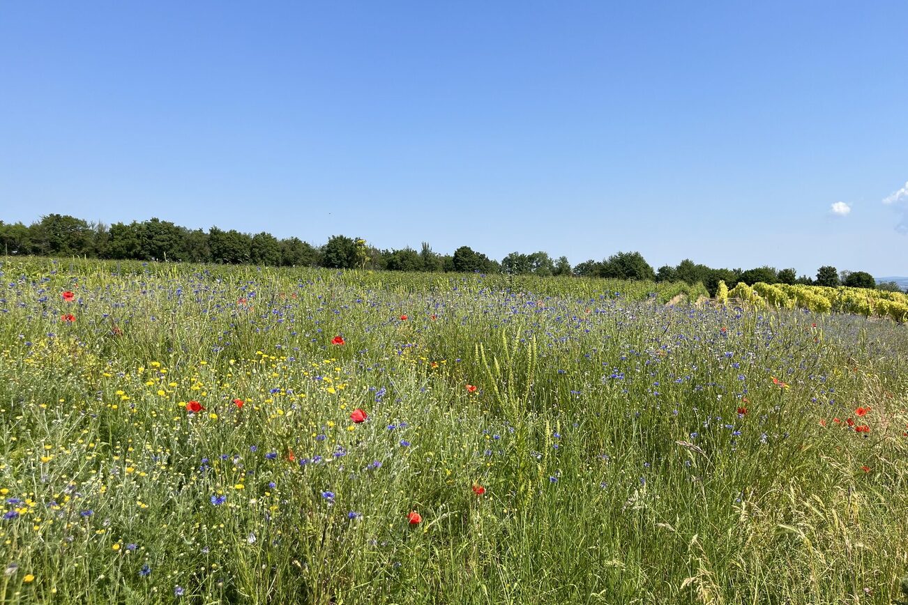 Blühwiese in Laubenheim