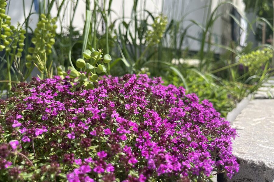 Staudenbeet Bauhofstraße