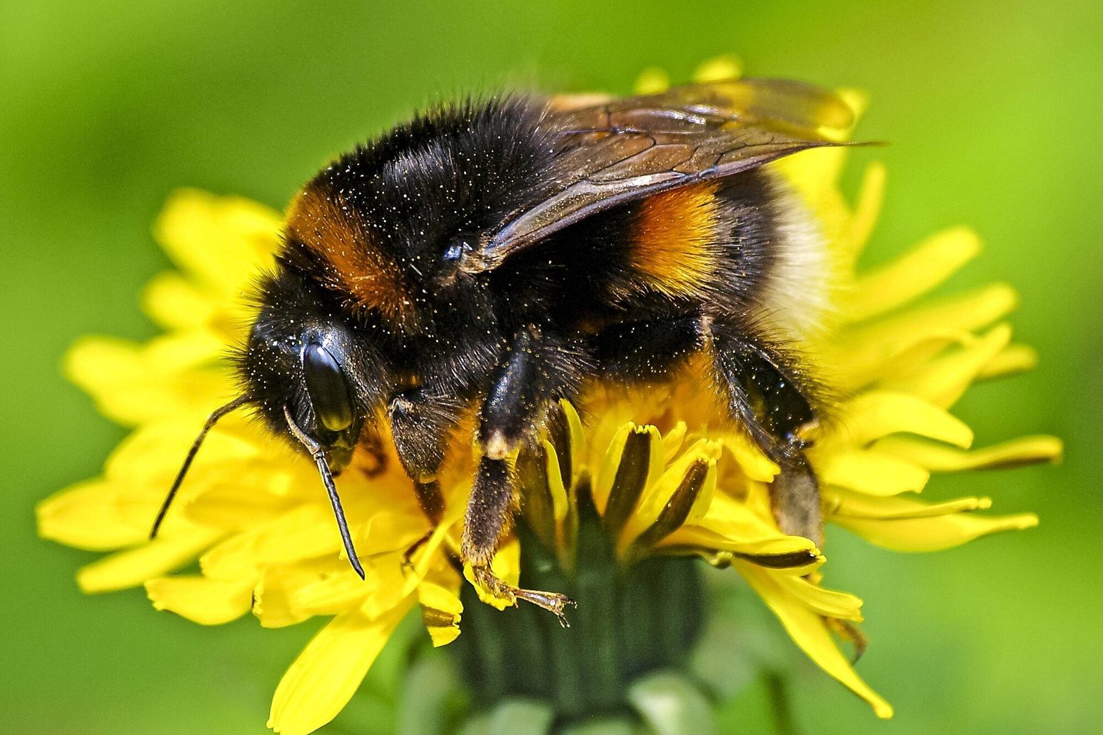 Hummel auf gelber Blüte