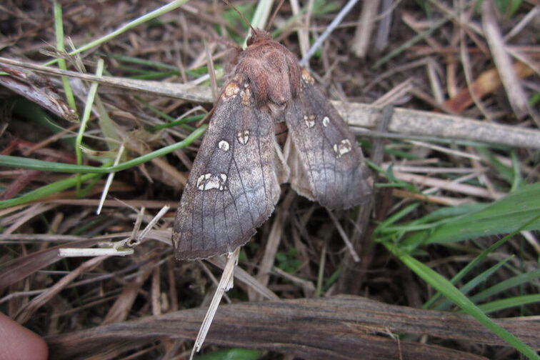 Auf dem Foto sieht man einen Nachtfalter.