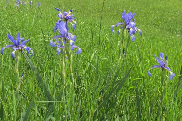 Eine Wiese mit Schwertlilien