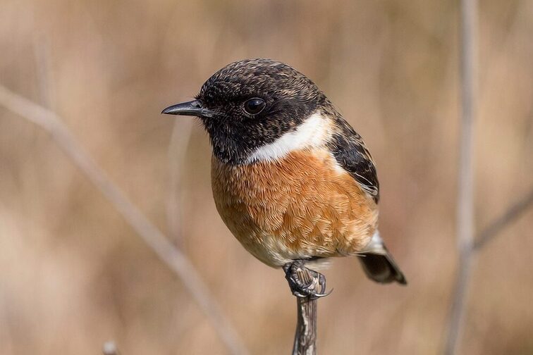 Stonechat