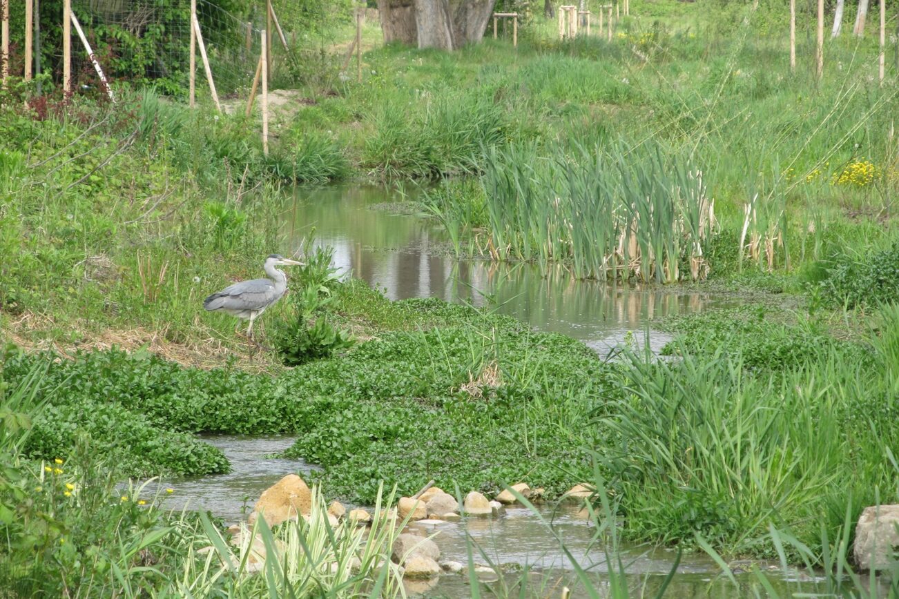 Gonsbach nach der Renaturierung naturnah und voller Grün