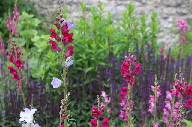 Pflanzen vor Bruchsteinmauer