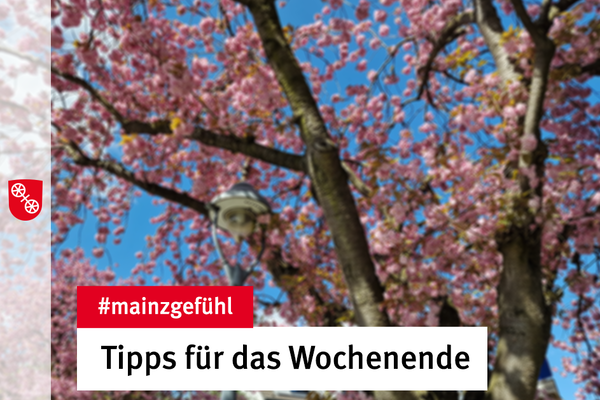 Ein blühender Baum in Mainz. © Landeshauptstadt Mainz