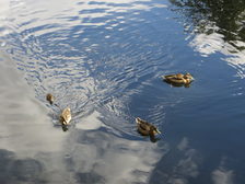 Enten auf dem Lerchenberger Teich