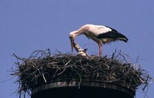 Storch