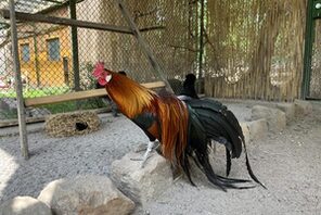 Phoenix-Huhn © Landeshauptstadt Mainz