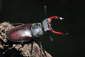 Ein Hirschkäfer © pixabay Gaertringen