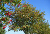 Äfpelbäume unter blauem Himmel
