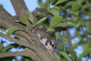 Ein Gartenschläfer sitzt auf einem Baum mit grünen Blättern &copy; Maren Goschke