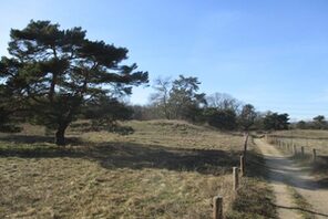 Mainzer Sand bei Gonsenheim © Landeshauptstadt Mainz