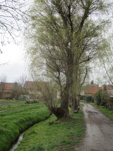 Gonsbachtal in Mainz-Gonsenheim