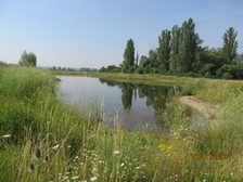 Teich im Winter