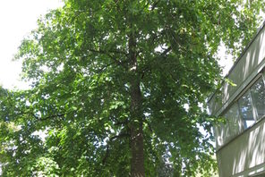 Baum-Hasel © Grün- und Umweltamt
