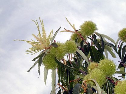 Maronenblüte mit Stachelfrucht