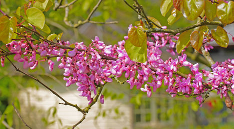 Blüten des Judasbaumes