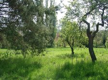 Auf dem Foto ist eine naturnahe Wiese mit Bäumen abgebildet.