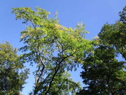 Krone des dornenlosen Lederhülsenbaum