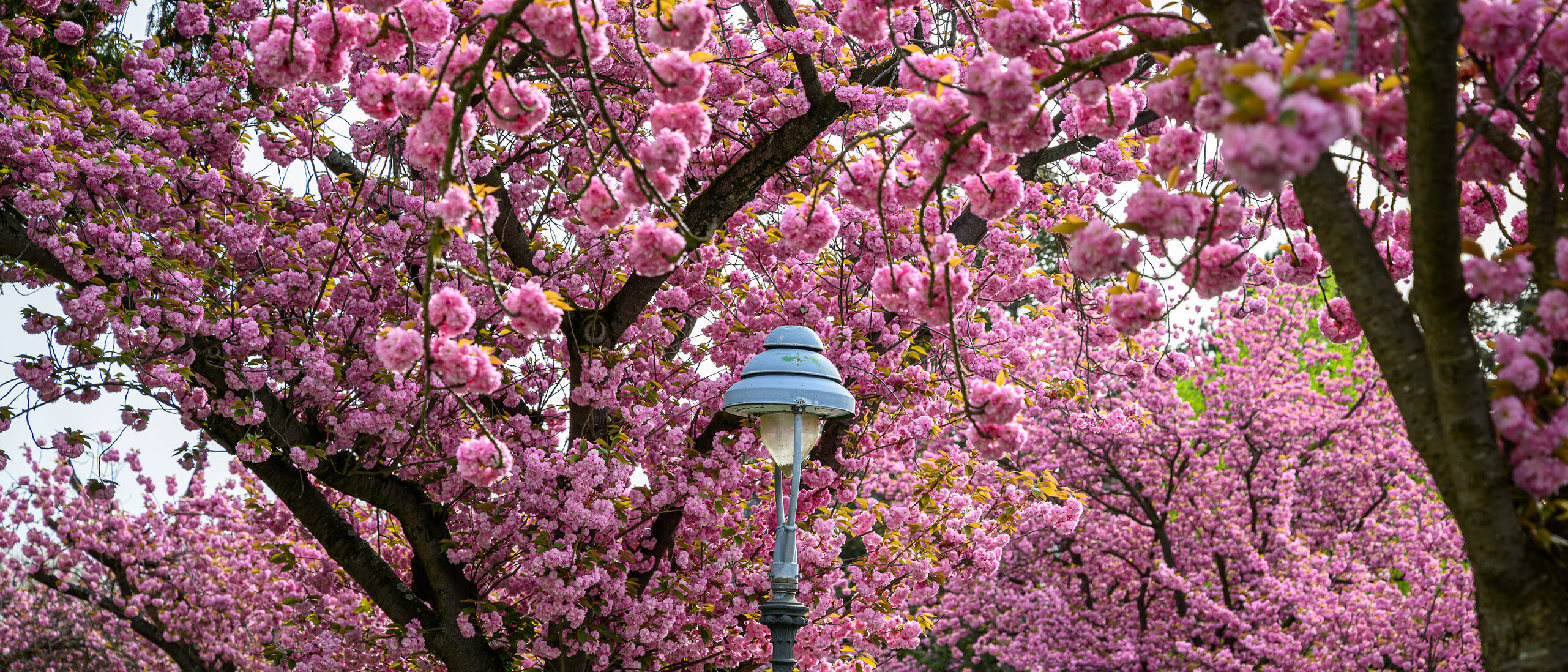 Cerezos en flor en la calle Ritterstraße de Maguncia
