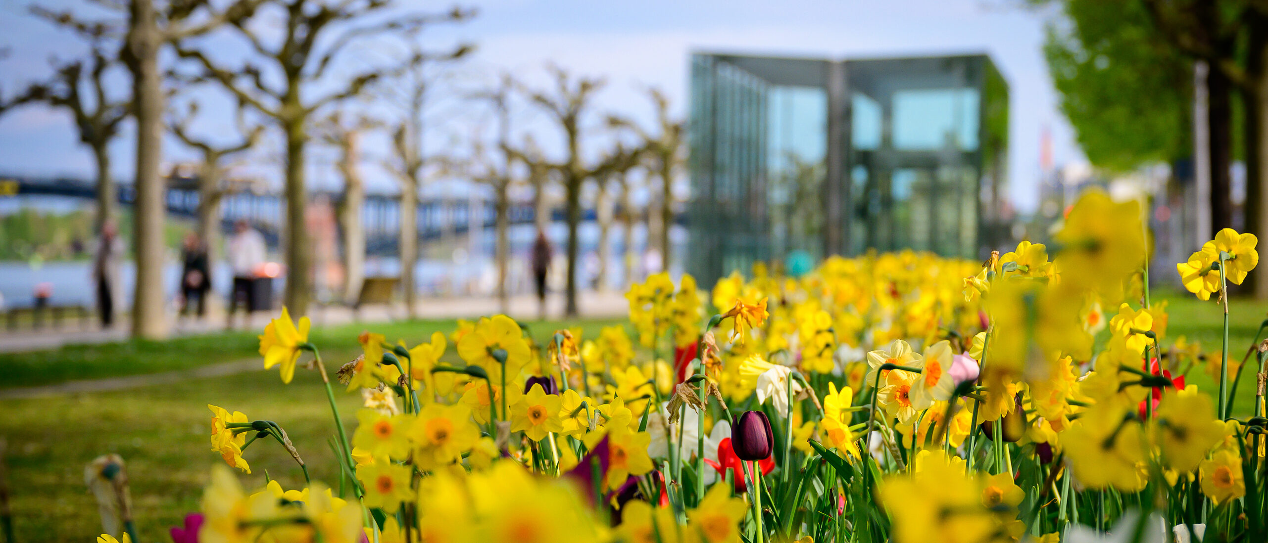 Żonkile na pierwszym planie, za nimi zieleń i brzegi Renu, Ren i most Theodora Heussa