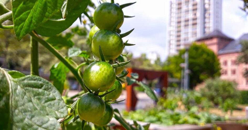 Tomaten am Romano-Guardini-Platz