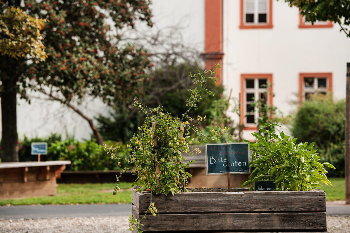 Urban Gardening auf dem Romano-Guardini-Platz
