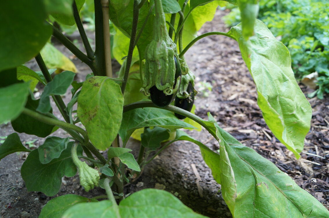 Auberginen wachsen vor dem Dom am Liebfrauenplatz
