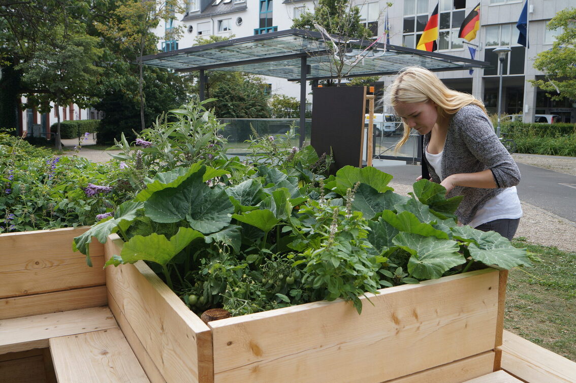 Eine junge Frau begutachtet eine Urban Gardening Kiste