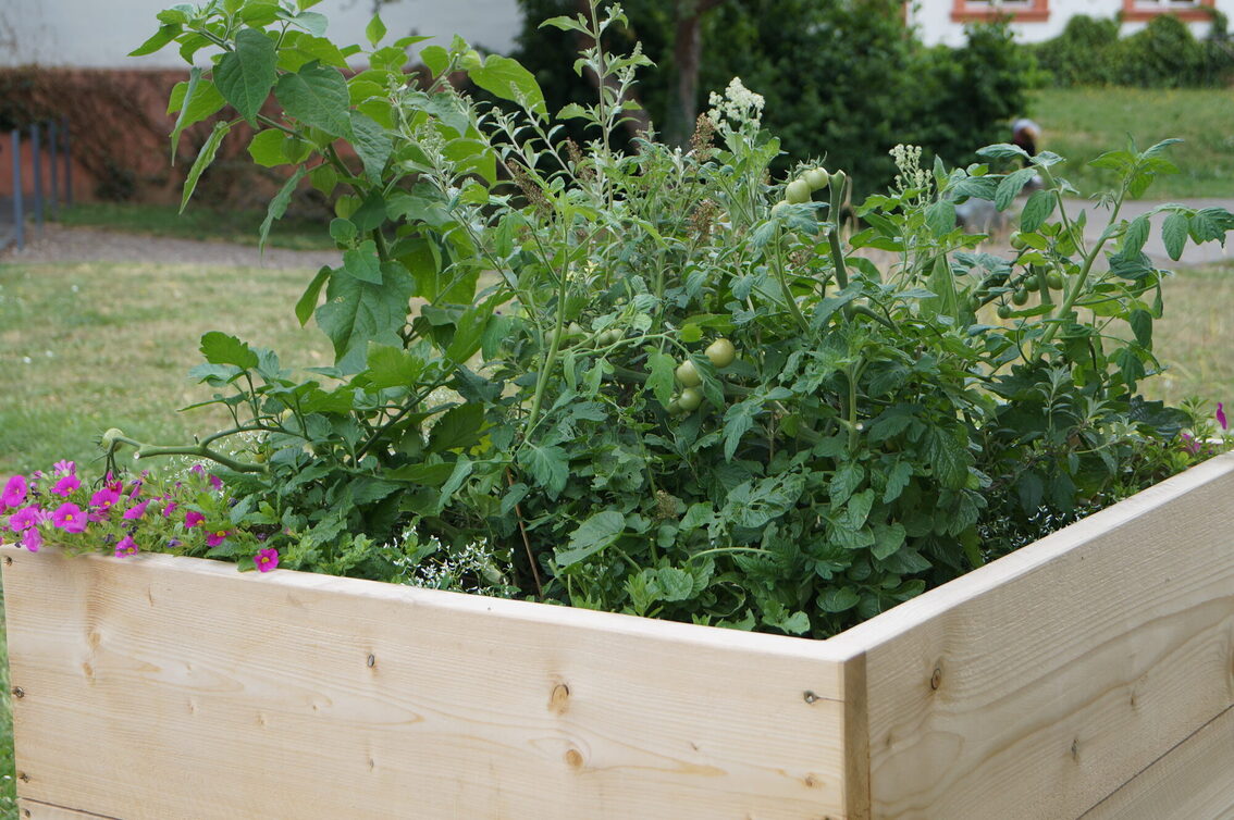 Urban Gardening - Tomatenpflanzen